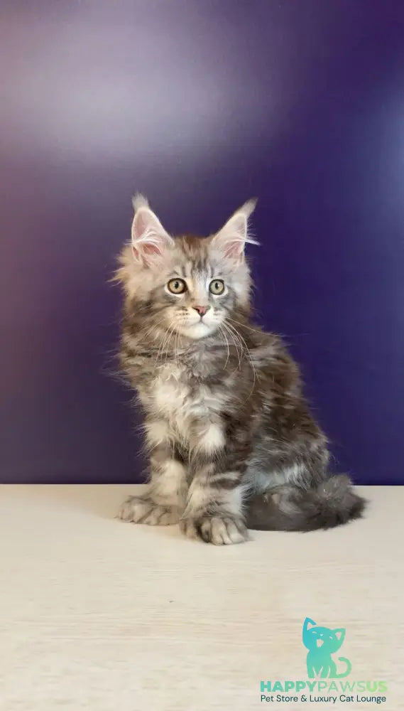 Norion Maine Coon polydactyl male black silver tabby - live animals