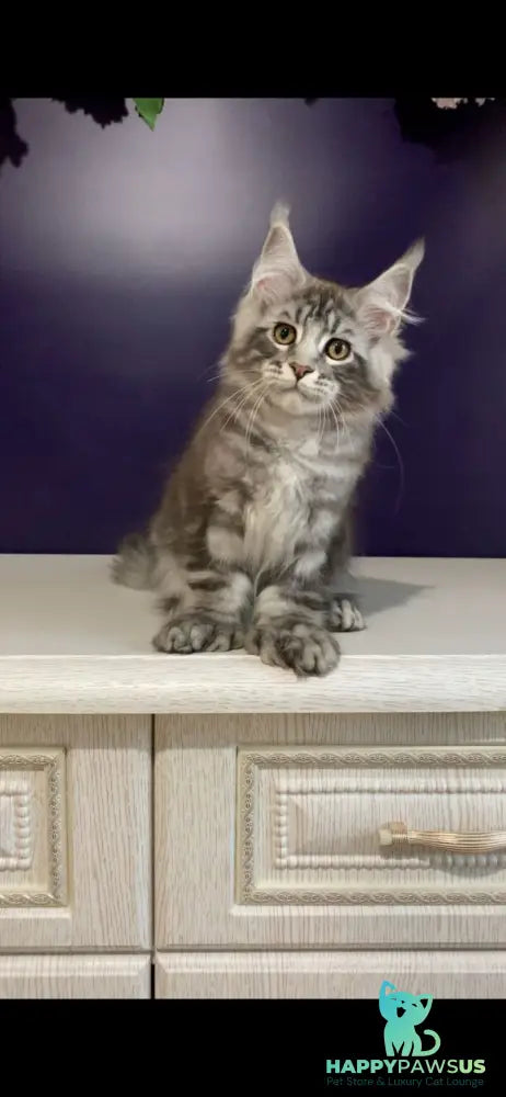 Norion Maine Coon polydactyl male black silver tabby - live animals