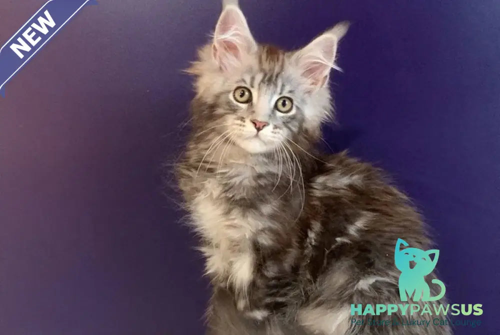 Norion Maine Coon polydactyl male black silver tabby - live animals