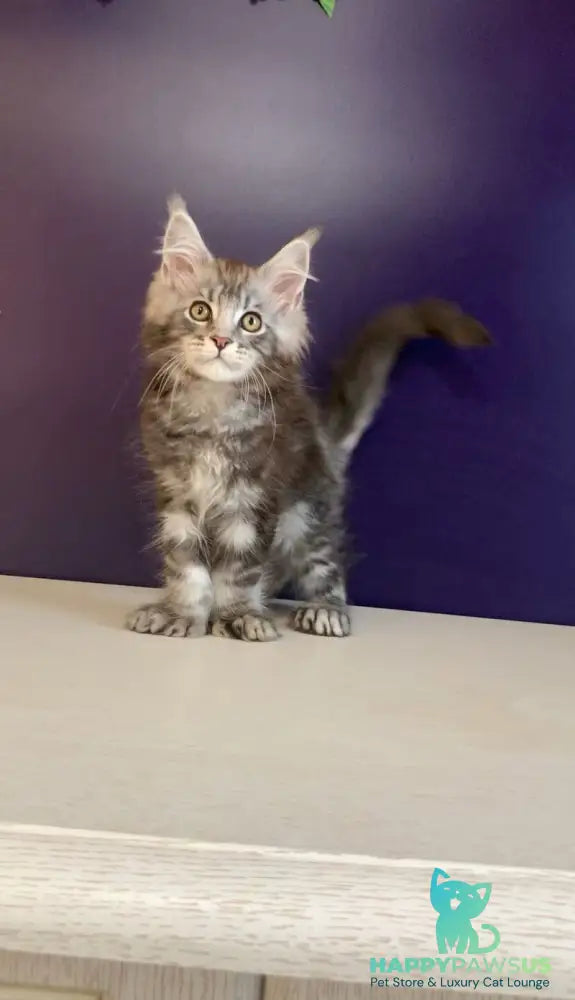 Norion Maine Coon polydactyl male black silver tabby - live animals