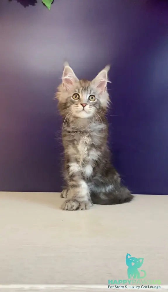Norion Maine Coon polydactyl male black silver tabby - live animals