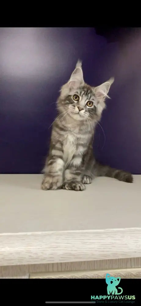 Norion Maine Coon polydactyl male black silver tabby - live animals