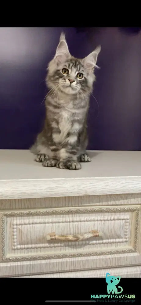 Norion Maine Coon polydactyl male black silver tabby - live animals