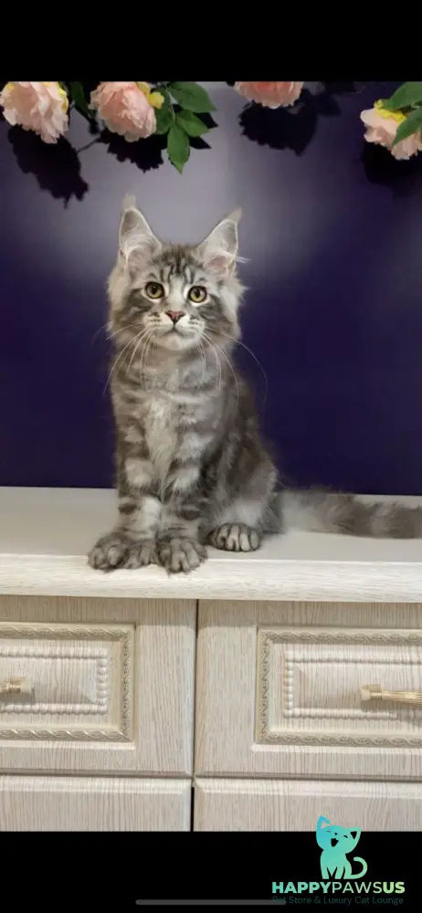 Norion Maine Coon polydactyl male black silver tabby - live animals