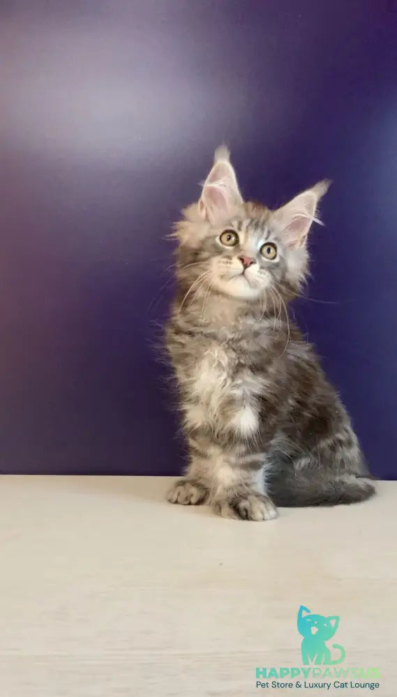 Norion Maine Coon polydactyl male black silver tabby - live animals