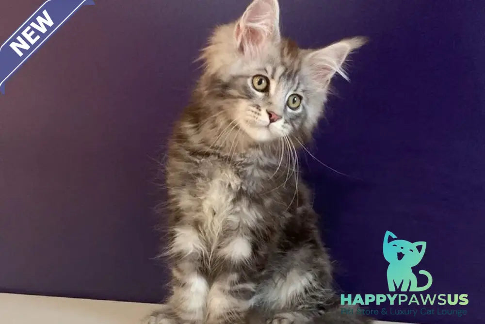 Norion Maine Coon polydactyl male black silver tabby - live animals