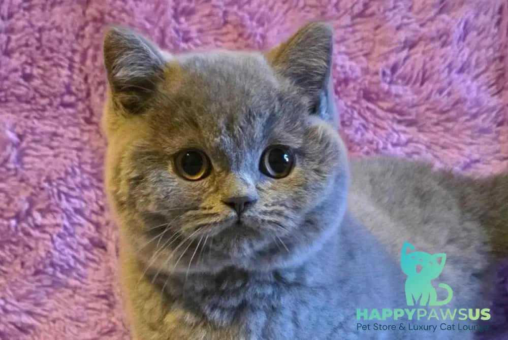 Norman British Shorthair male blue live animals