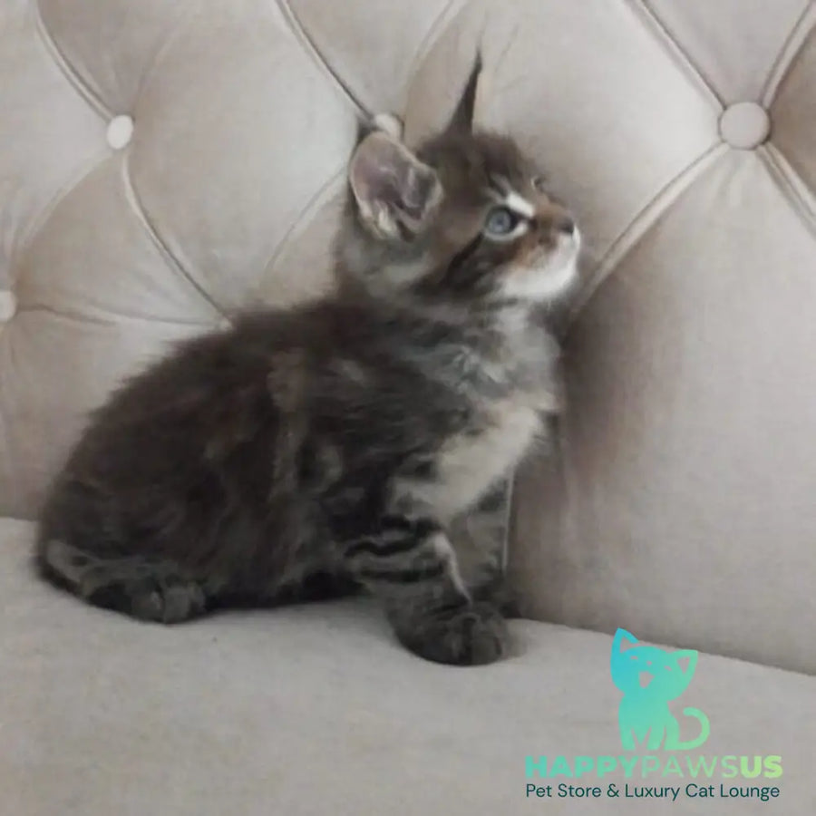 Norman Maine Coon male black tabby - live animals