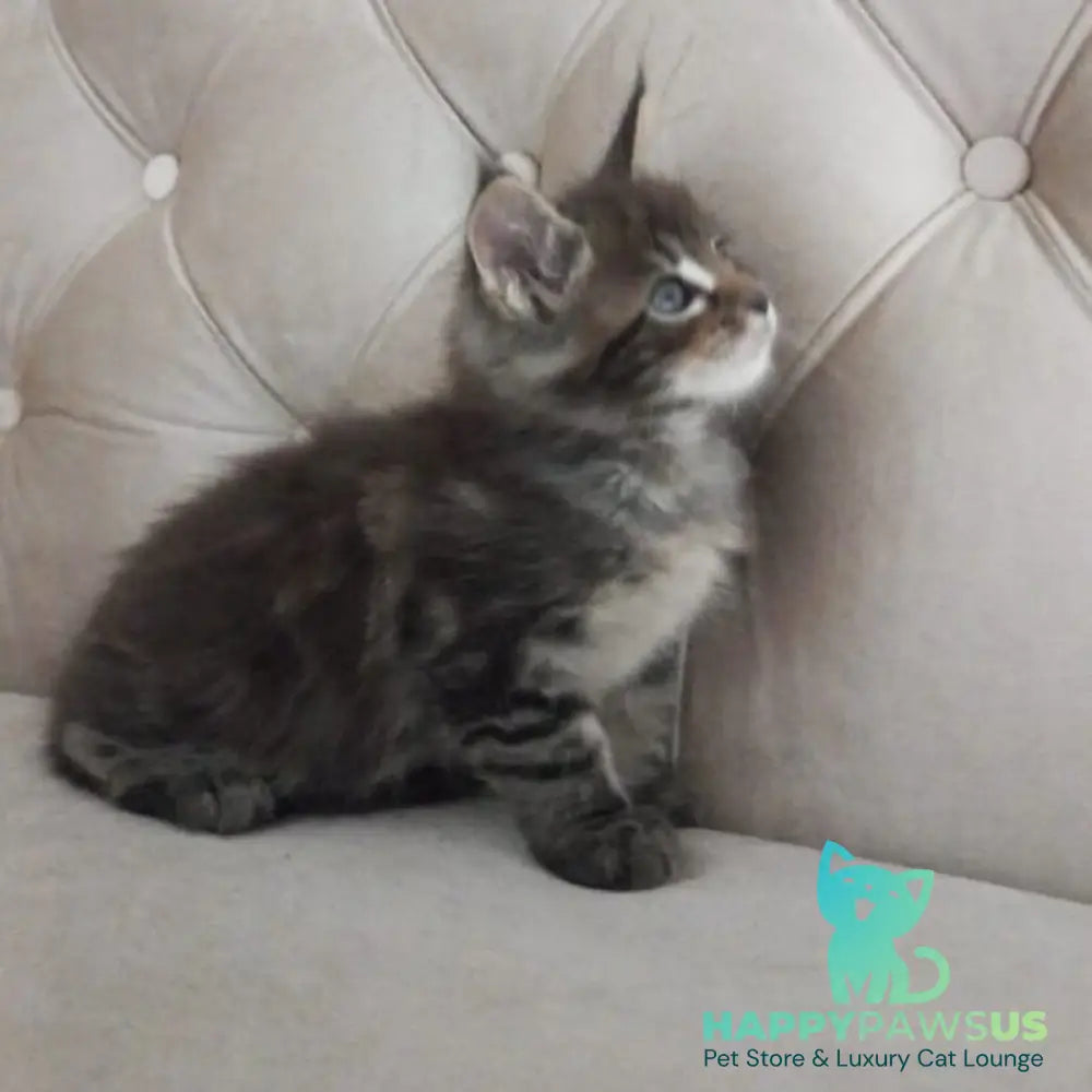Norman Maine Coon male black tabby - live animals