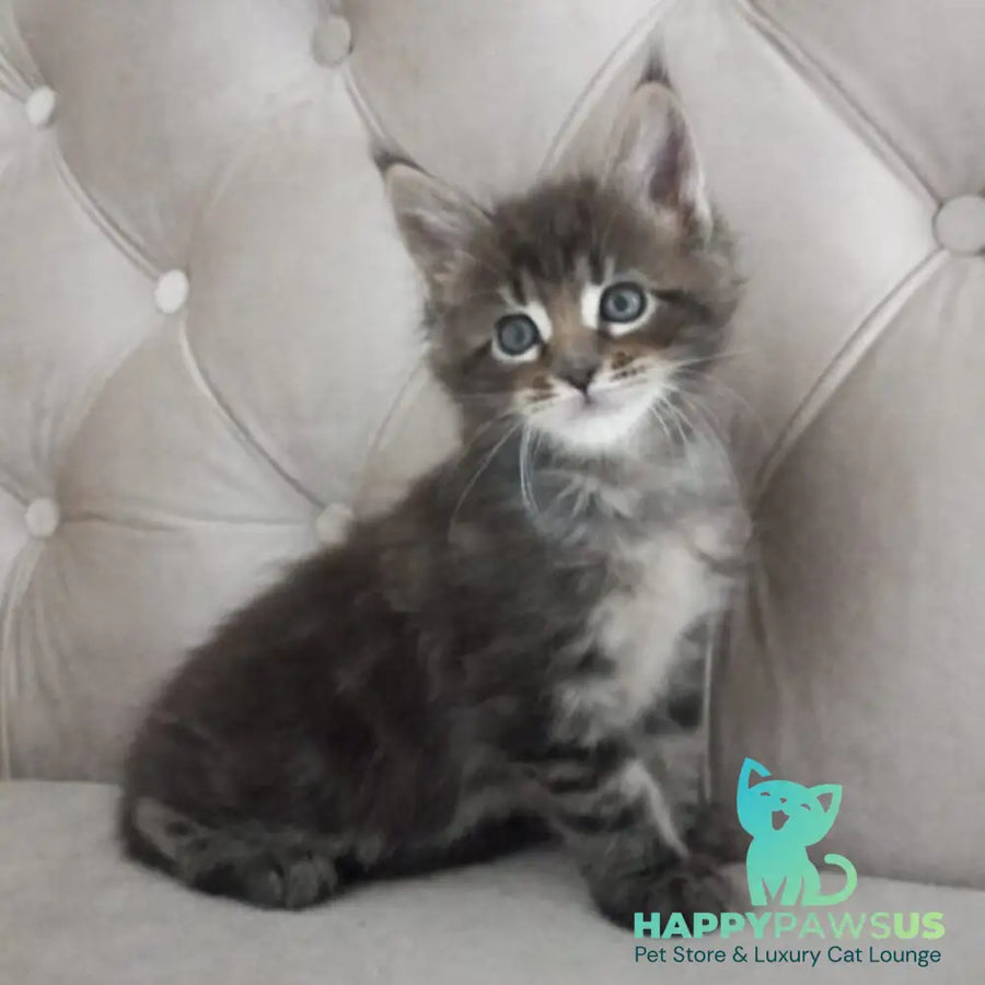 Norman Maine Coon male black tabby - live animals