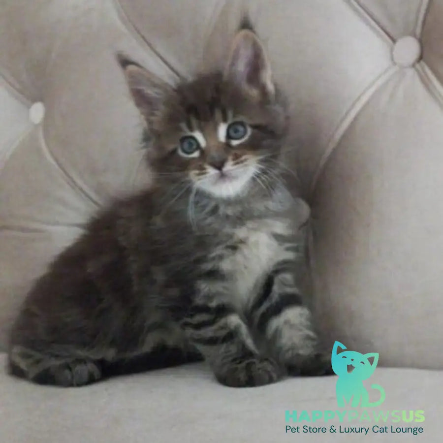 Norman Maine Coon male black tabby - live animals