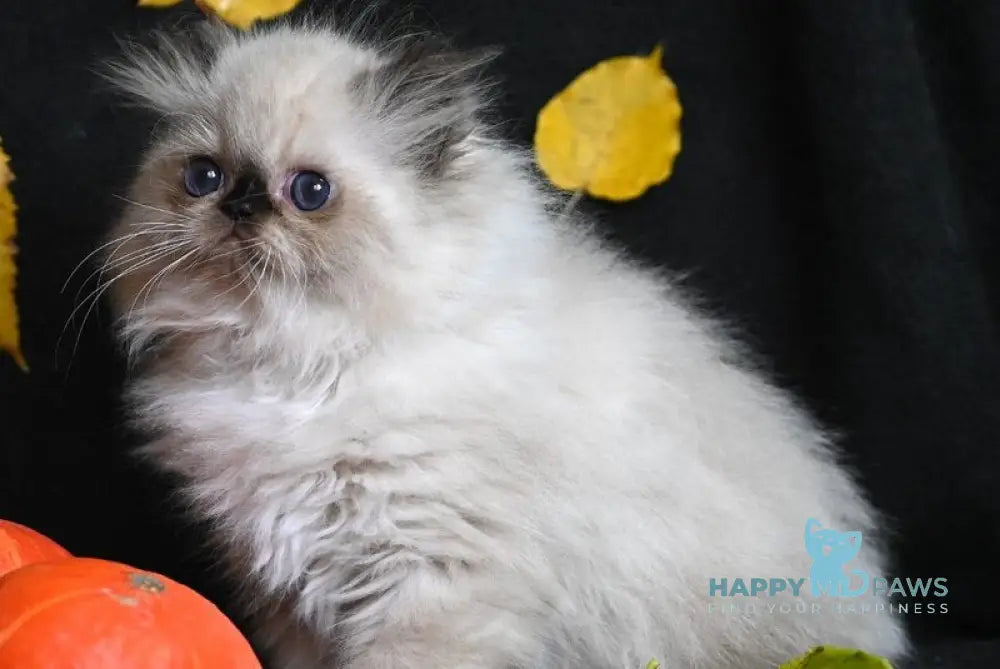 Norman Persian male seal pointed live animals