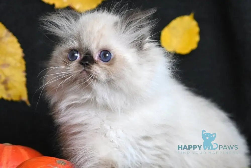 Norman Persian male seal pointed live animals