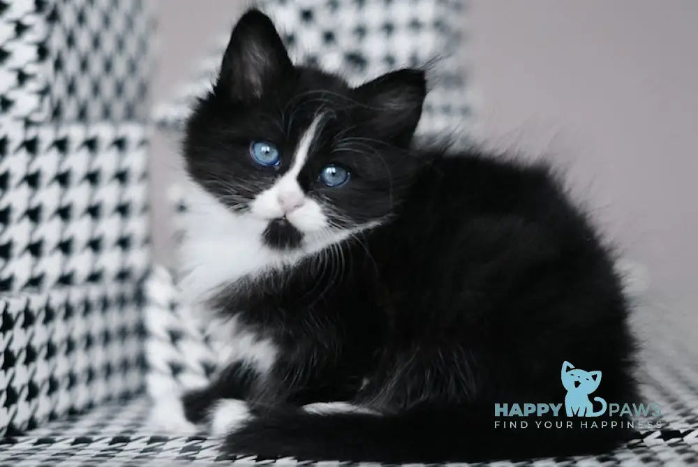 Normik Siberian male black bicolour live animals