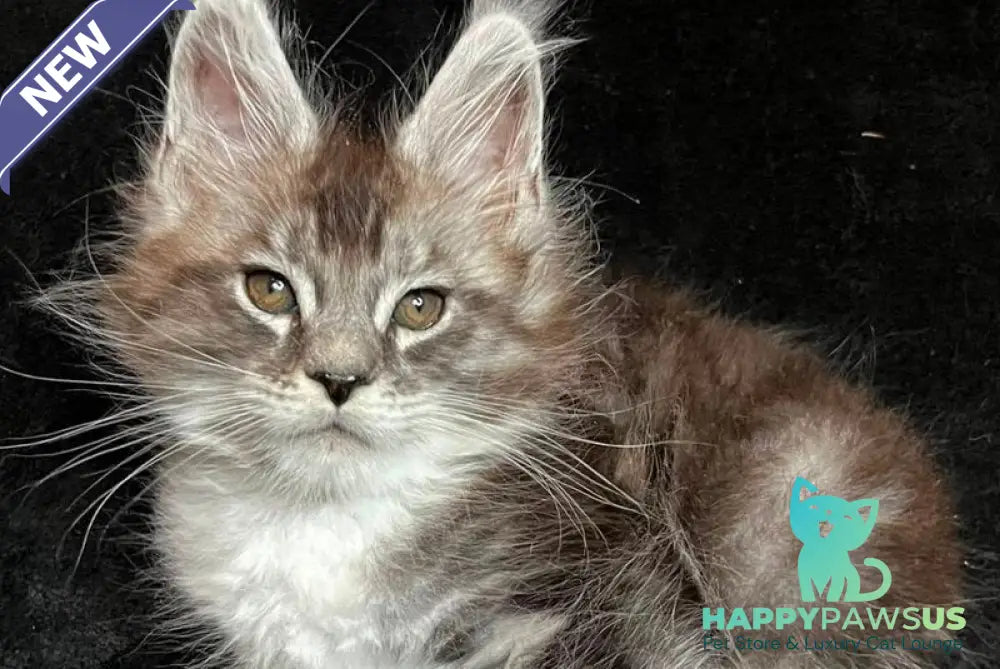 North Maine Coon male black silver tabby with white - live animals
