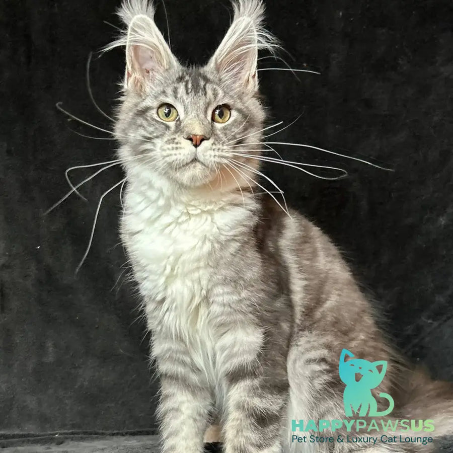 North Maine Coon male black silver tabby with white - live animals