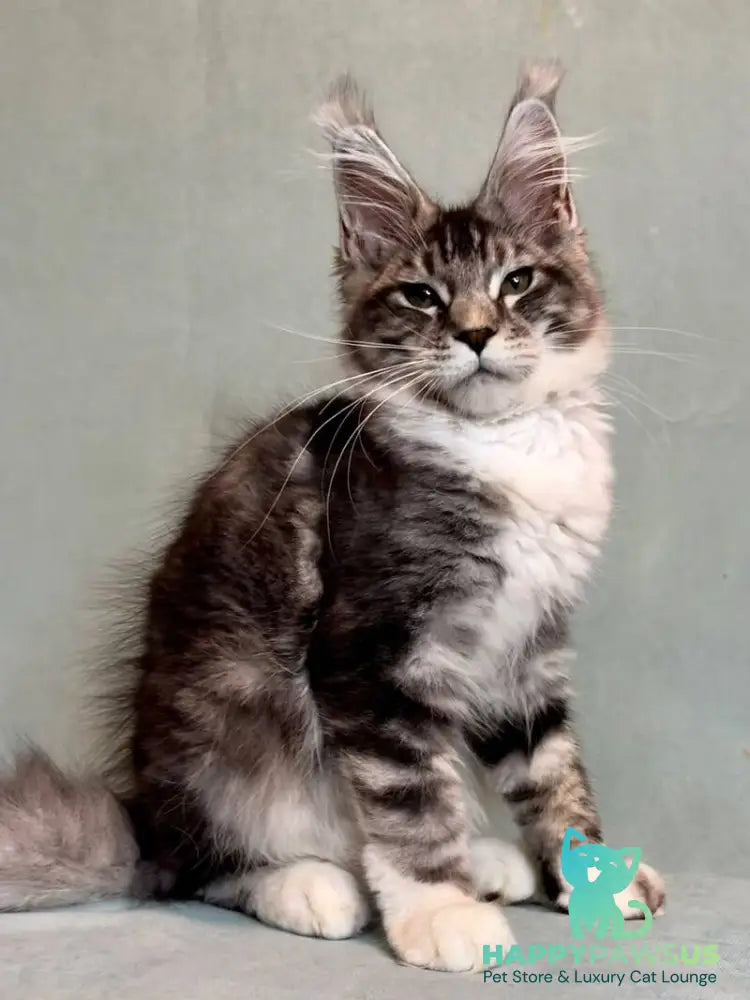 North Maine Coon male black silver tabby with white - live animals