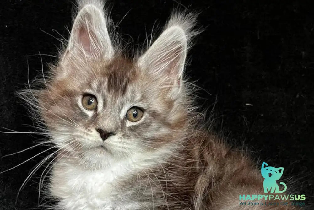 North Maine Coon male black silver tabby with white - live animals