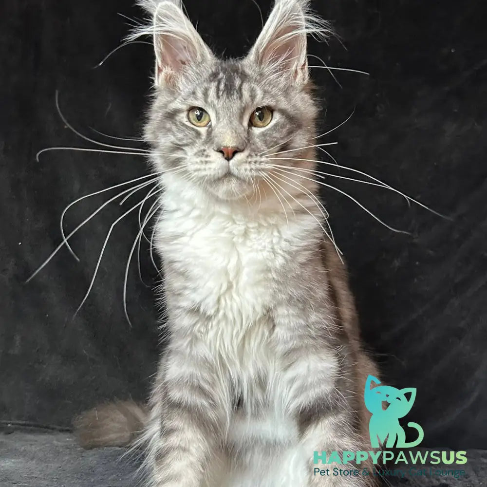 North Maine Coon male black silver tabby with white - live animals