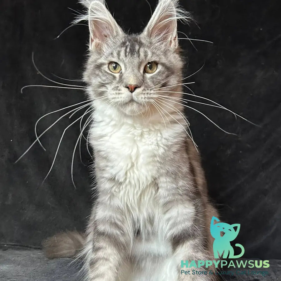 North Maine Coon male black silver tabby with white - live animals
