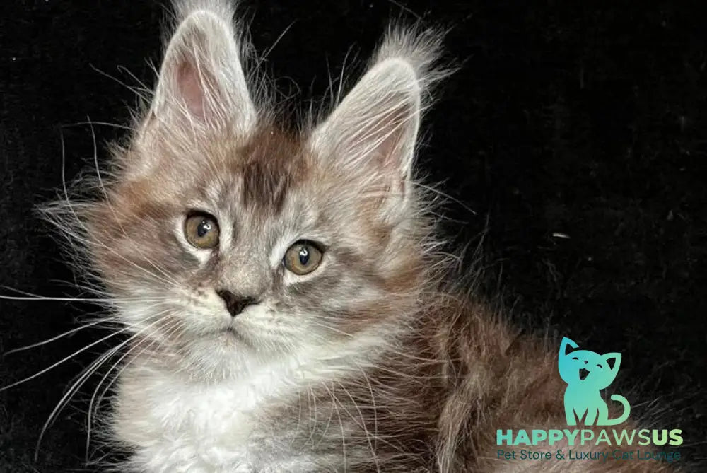 North Maine Coon male black silver tabby with white - live animals