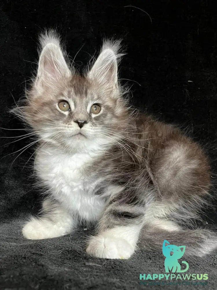 North Maine Coon male black silver tabby with white - live animals