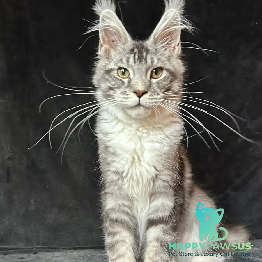 North Maine Coon male black silver tabby with white - live animals