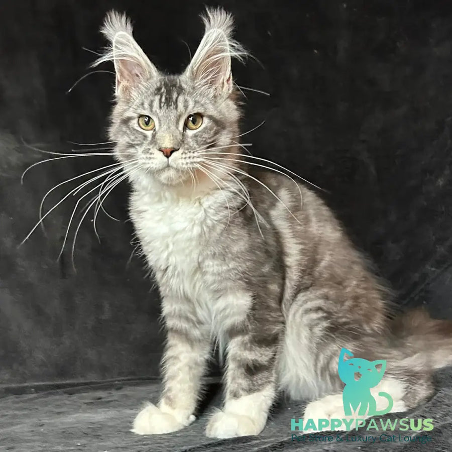 North Maine Coon male black silver tabby with white - live animals
