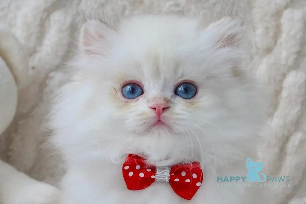 Norton British Longhair male black golden chinchilla pointed live animals