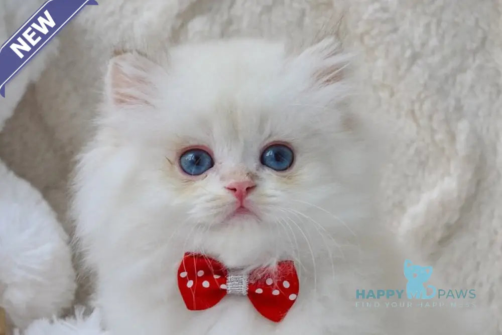 Norton British Longhair male black golden chinchilla pointed live animals