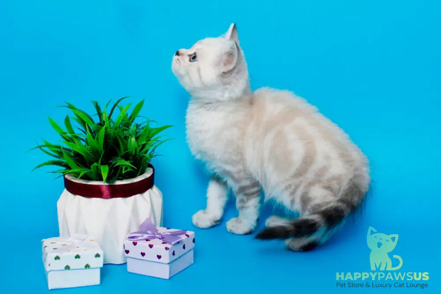 Norvis British Shorthair male black tabby pointed - live animals