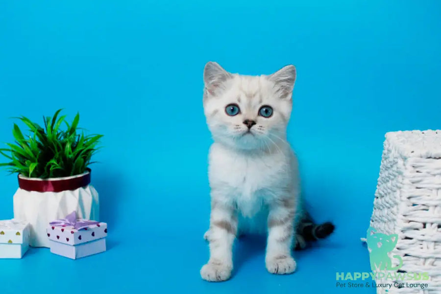 Norvis British Shorthair male black tabby pointed - live animals