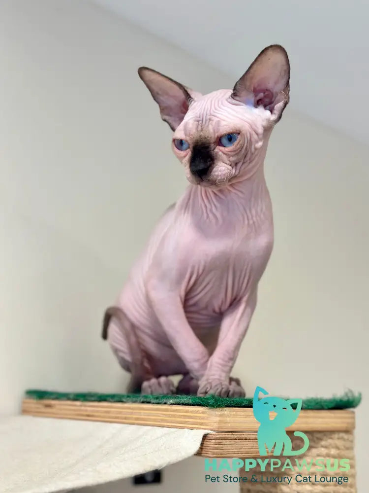 Nova Canadian Sphynx female seal pointed - live animals