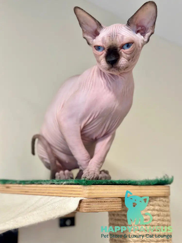 Nova Canadian Sphynx female seal pointed - live animals