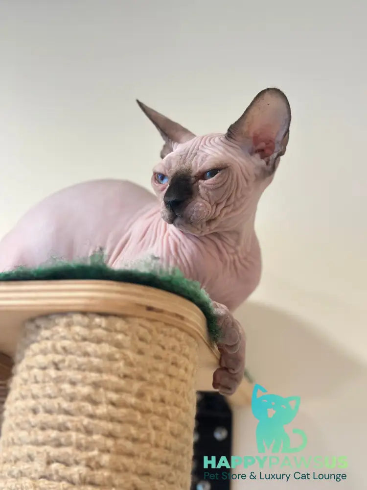 Nova Canadian Sphynx female seal pointed - live animals