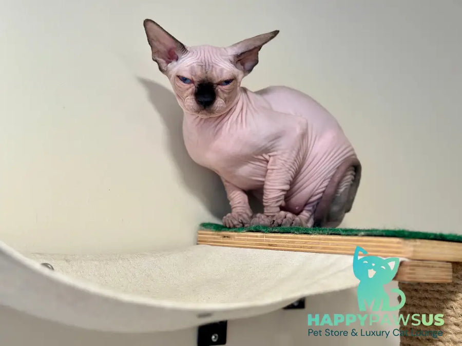 Nova Canadian Sphynx female seal pointed - live animals