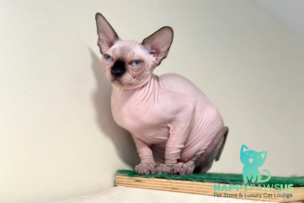 Nova Canadian Sphynx female seal pointed - live animals