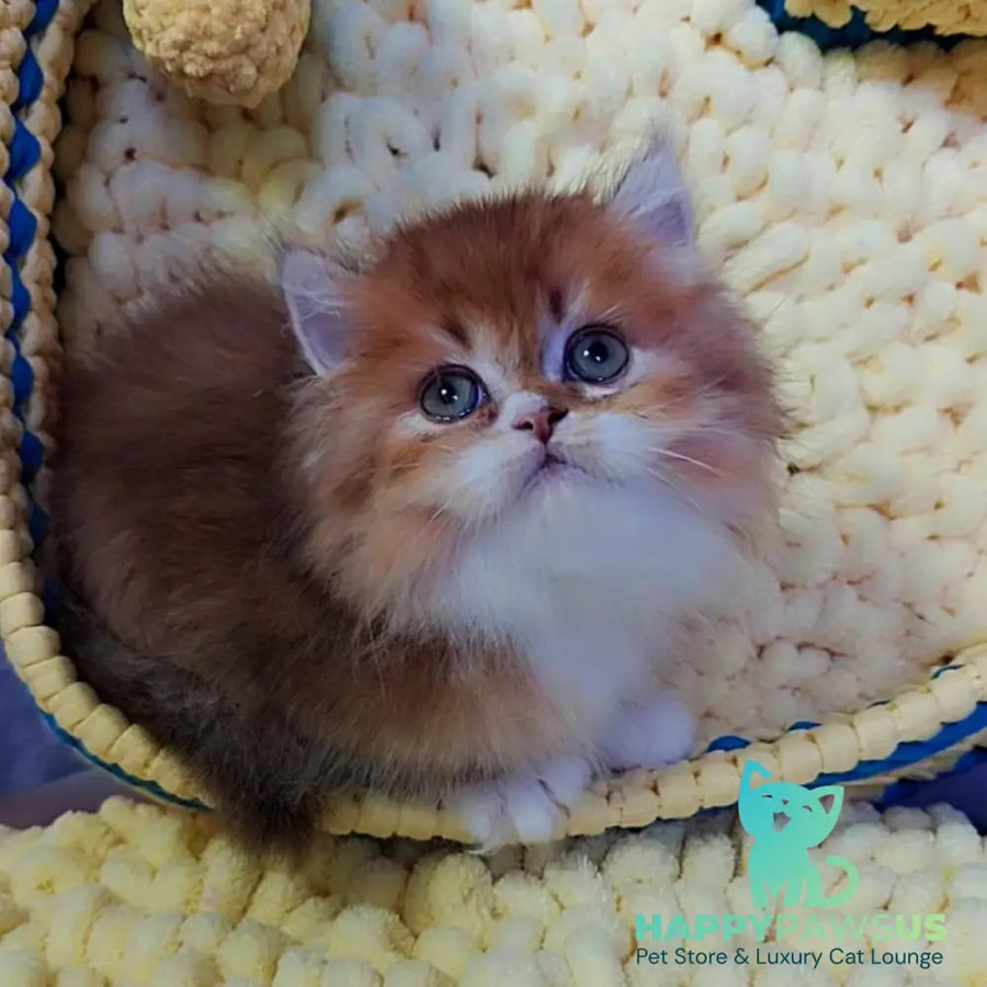 Nox British Longhair male chocolate golden ticked tabby - live animals