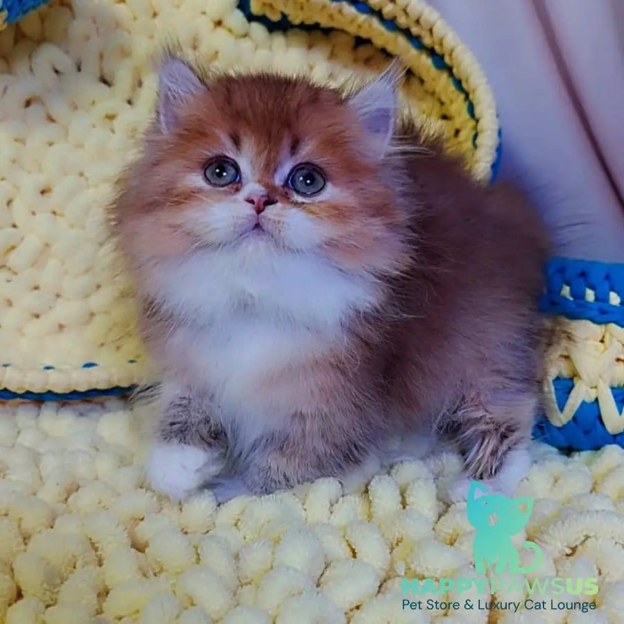 Nox British Longhair male chocolate golden ticked tabby - live animals