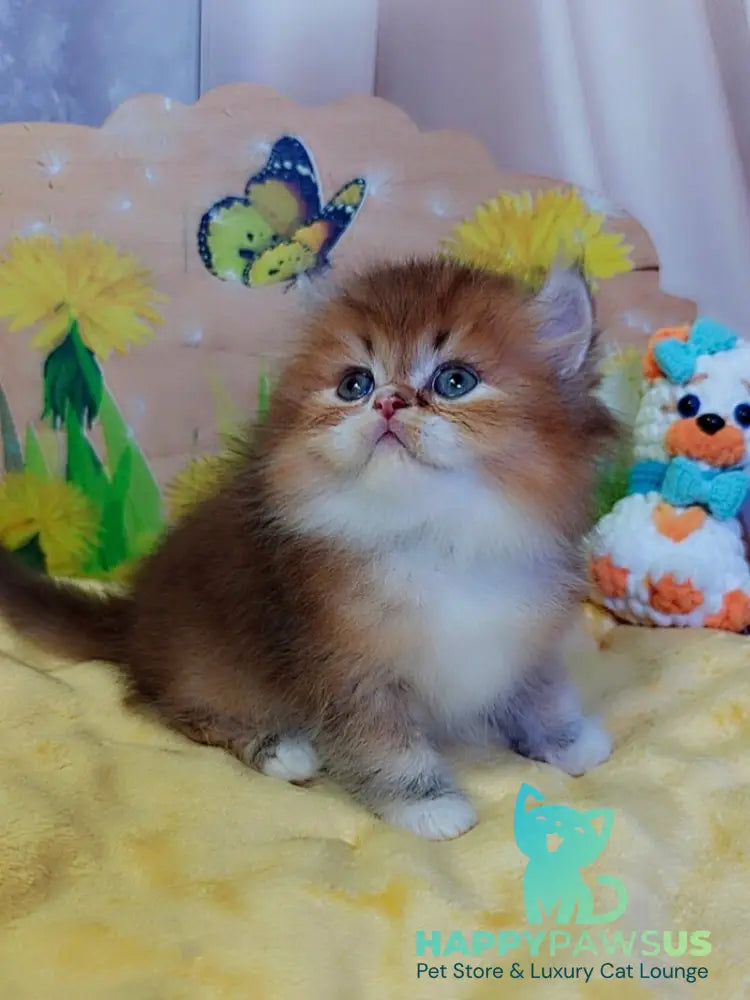 Nox British Longhair male chocolate golden ticked tabby - live animals