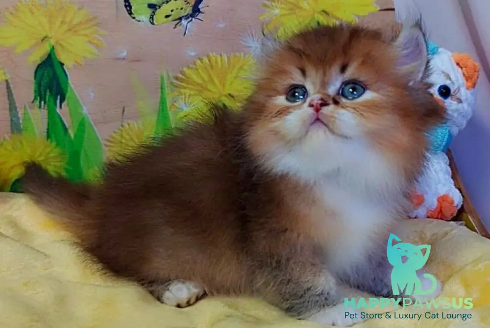 Nox British Longhair male chocolate golden ticked tabby - live animals