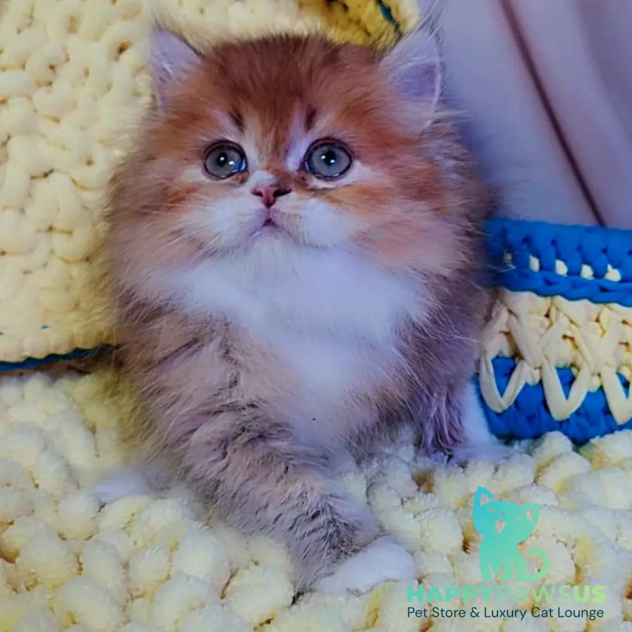 Nox British Longhair male chocolate golden ticked tabby - live animals