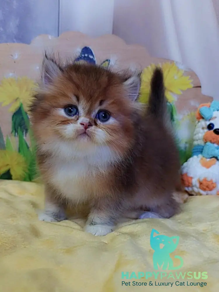 Nox British Longhair male chocolate golden ticked tabby - live animals