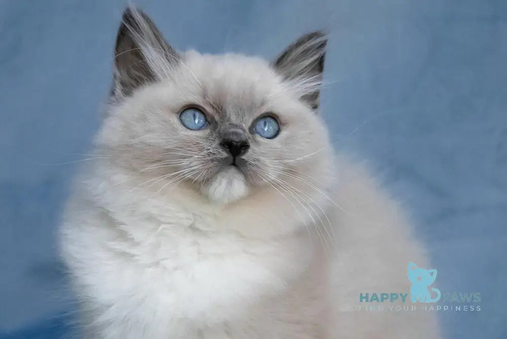 Nox Ragdoll male blue mitted live animals