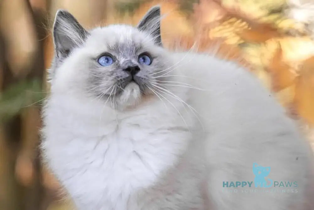 Nox Ragdoll male blue mitted live animals