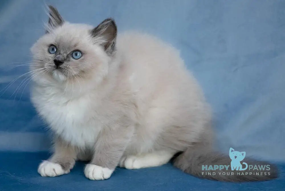 Nox Ragdoll male blue mitted live animals