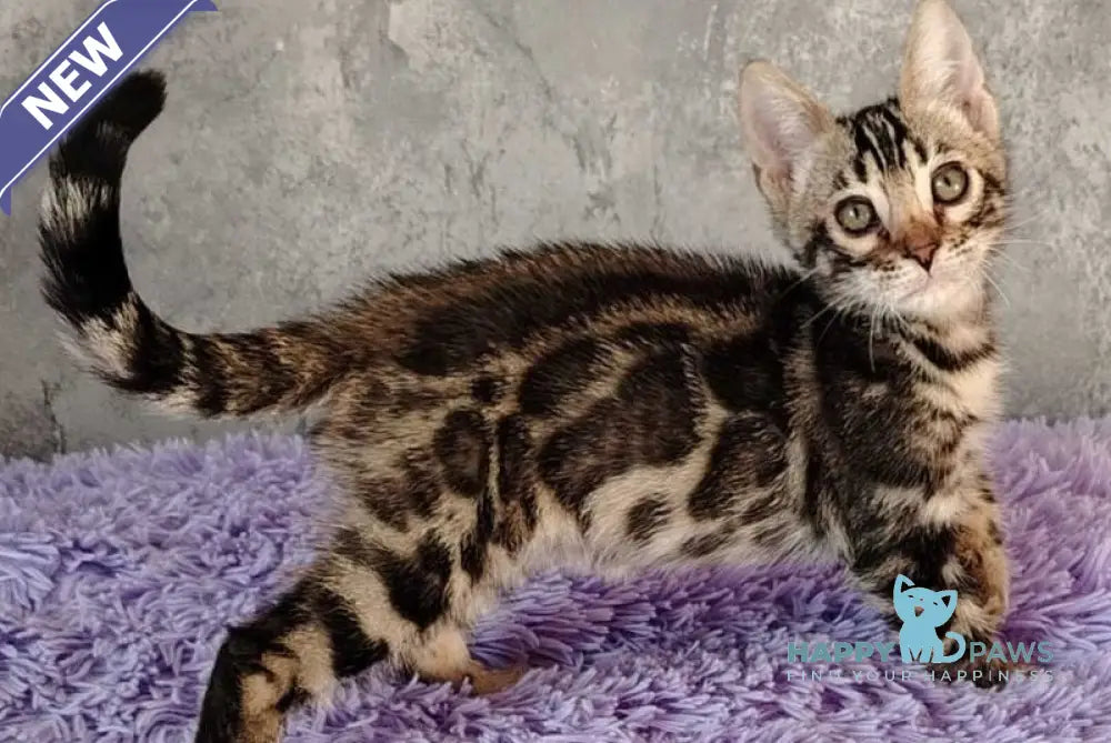 Noy Bengal male black spotted tabby live animals