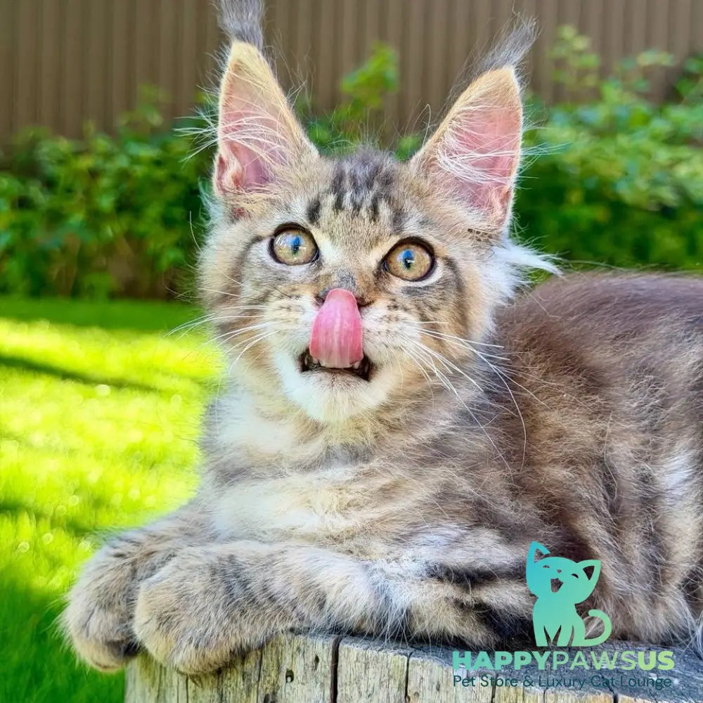 Noy Maine Coon male black spotted tabby - live animals