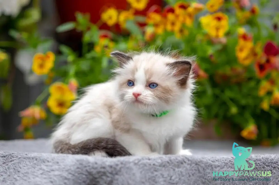 Noy Ragdoll male seal bicolour - live animals