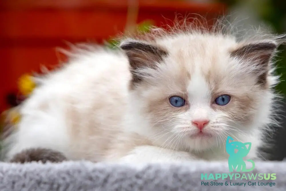 Noy Ragdoll male seal bicolour - live animals